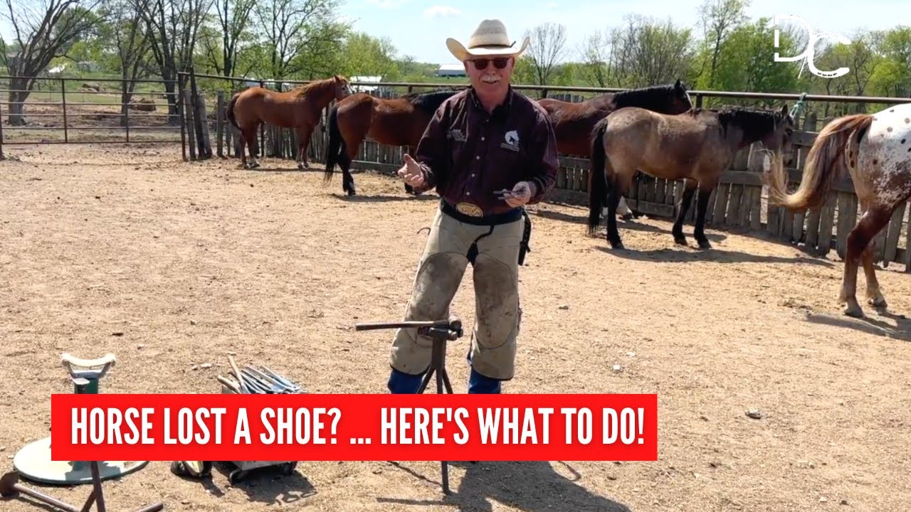 D/C Horse Lost a Shoe | What You Can Do + Equipment Needed