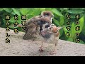 羽毛が抜け落ちたチュンが元氣なヒナを産みました 【すずめ日記】