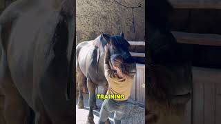 This Painful Massage is Helping Horses