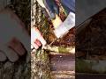 (15) 森で最悪なエリアを、最高の場所に開拓！(足らずの材料確保で、山小屋の屋根作りが大詰め！)