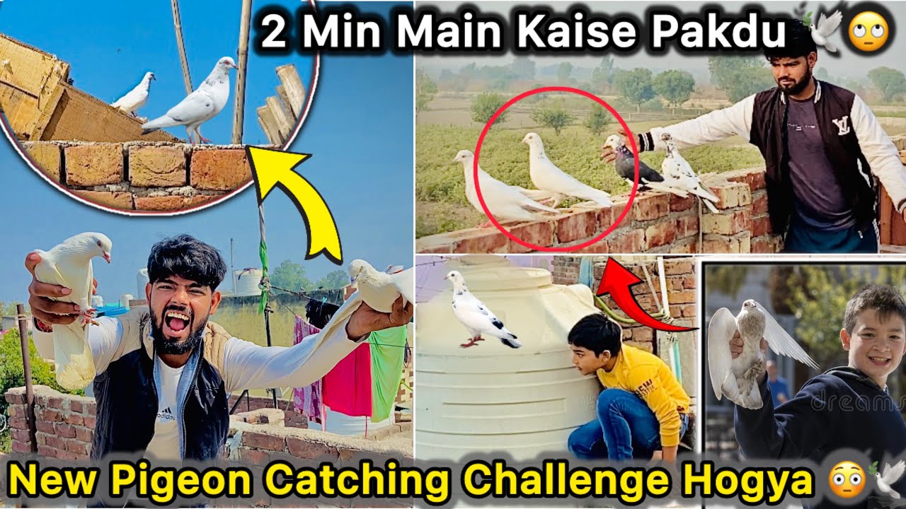 2 Minute main Pakdo Kabutar Challenge Mila 🤑 || Bacha Pakdne lga kabutar 😮🕊️
