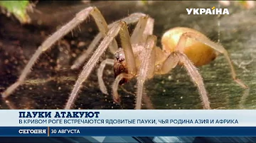 Какие пауки в Украине несут смертельную опасность?