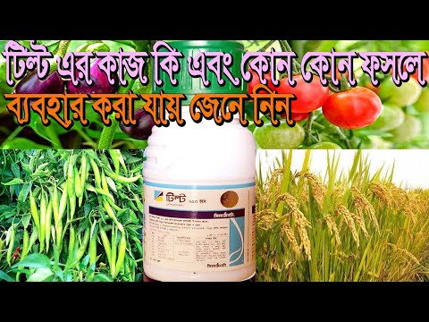 ভিডিও: টিল্টি কি একটি শব্দ?