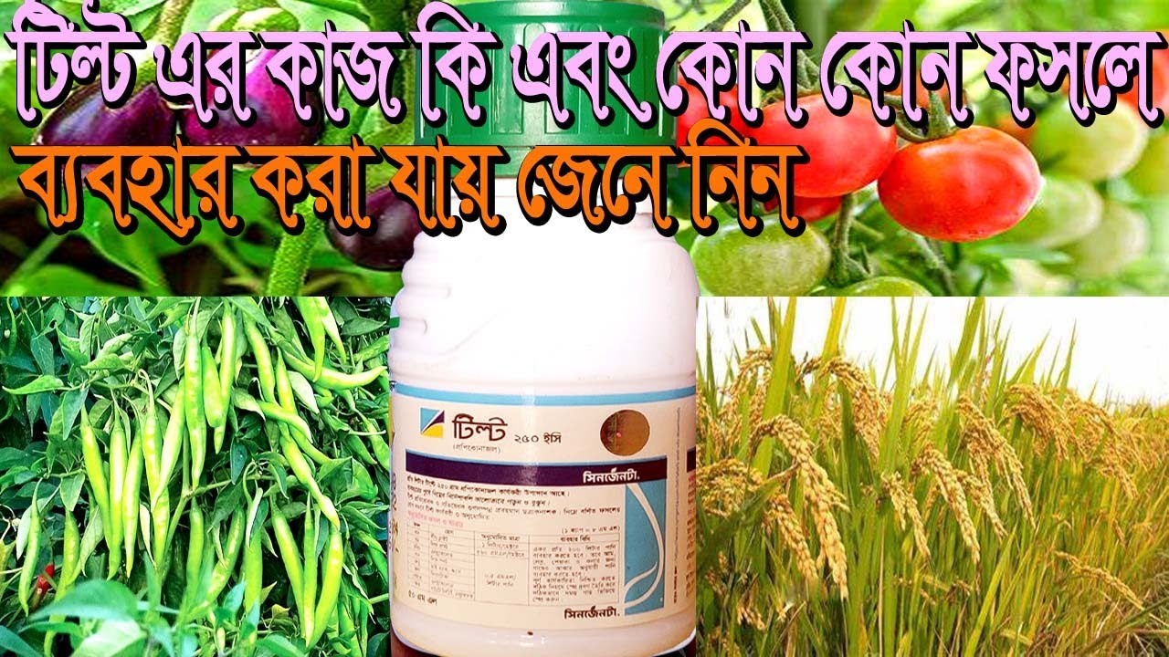 Grafik porno Onlayn changi porno