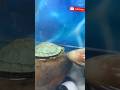 Pashu dawakhana 🏥 me insaan ke liye dwai🤣🤣| Eye infection treatment for turtle 🐢|