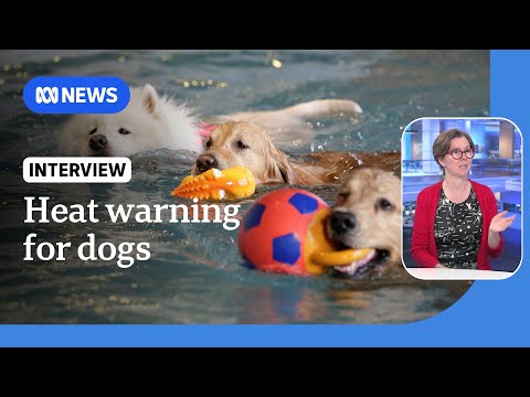 Australians urged to look after their dogs amid extreme heatwave | ABC News Episode cover