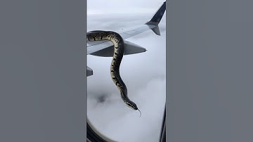 Python hanging from flight wing 😱 | python attack | #python #snake #shorts