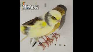 New York Bird Supply Canary Gloster