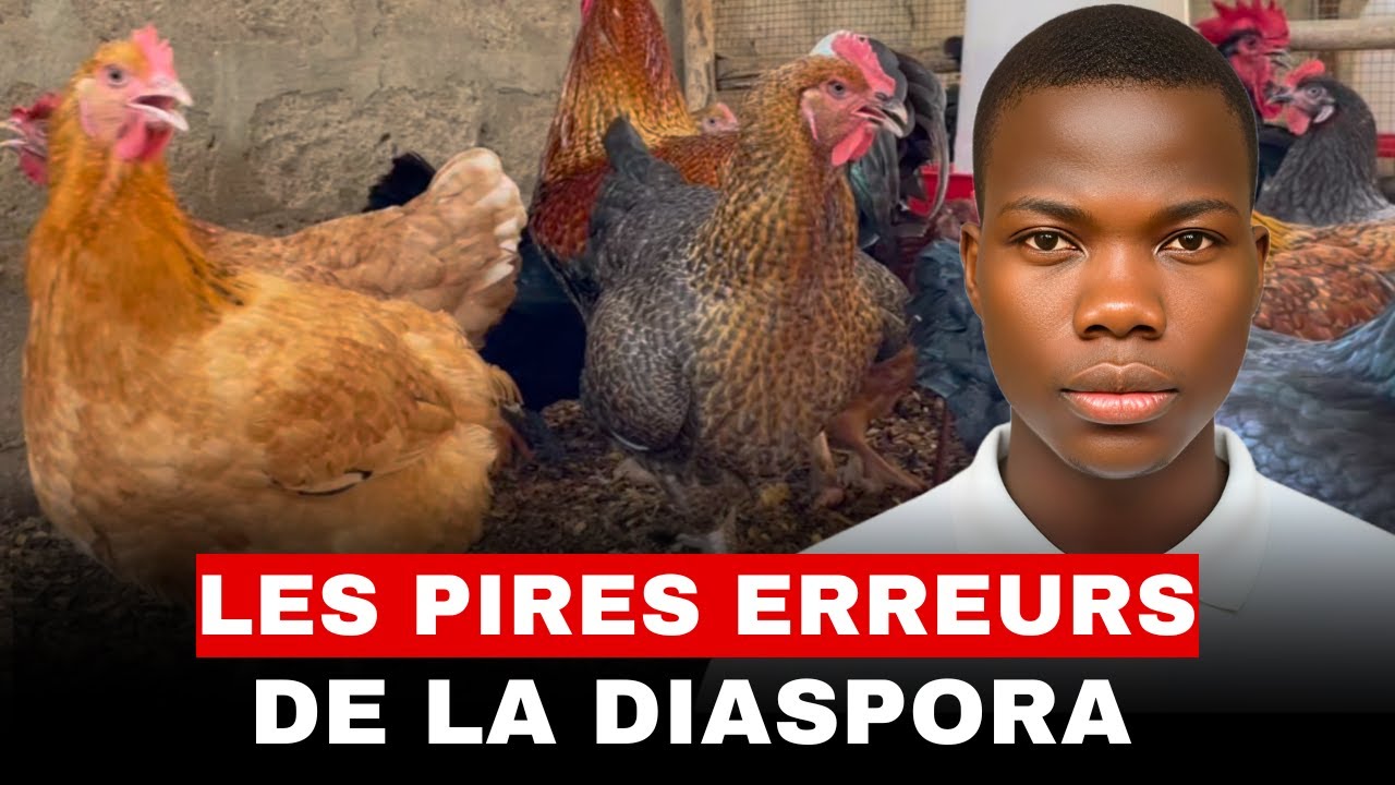 Ne lance jamais un élevage poulet en Afrique sans avoir regardé cette vidéo.