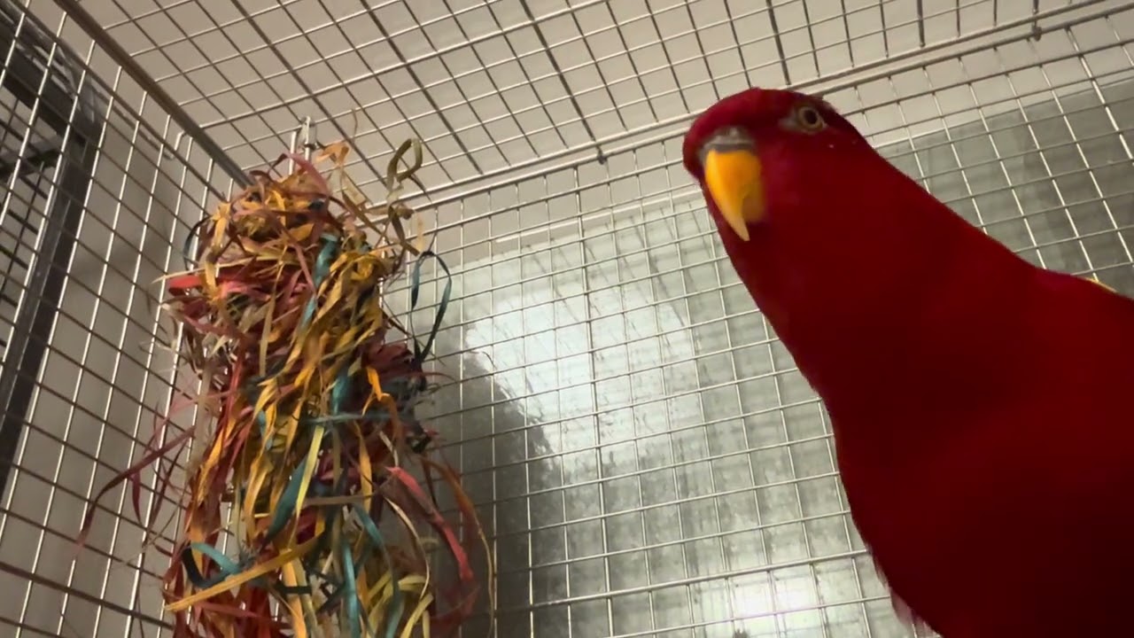 An old piñata and a new piñata!