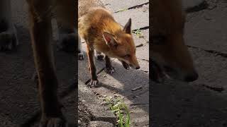 It's Titch O'clock and his shift has started!#gardengang #urbanfox
