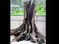 Aquarium stump natural driftwood cave