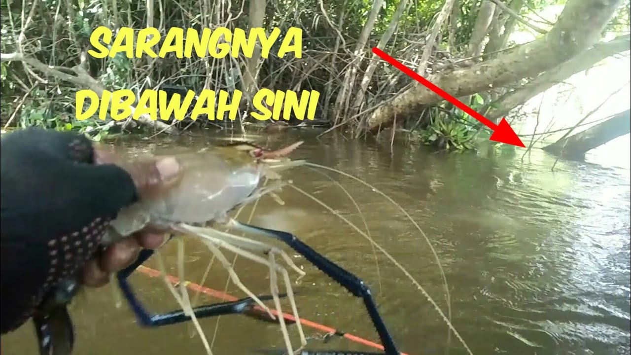 lobster fishing||under this tree is the nest of the bercapit monster||yansah fishing