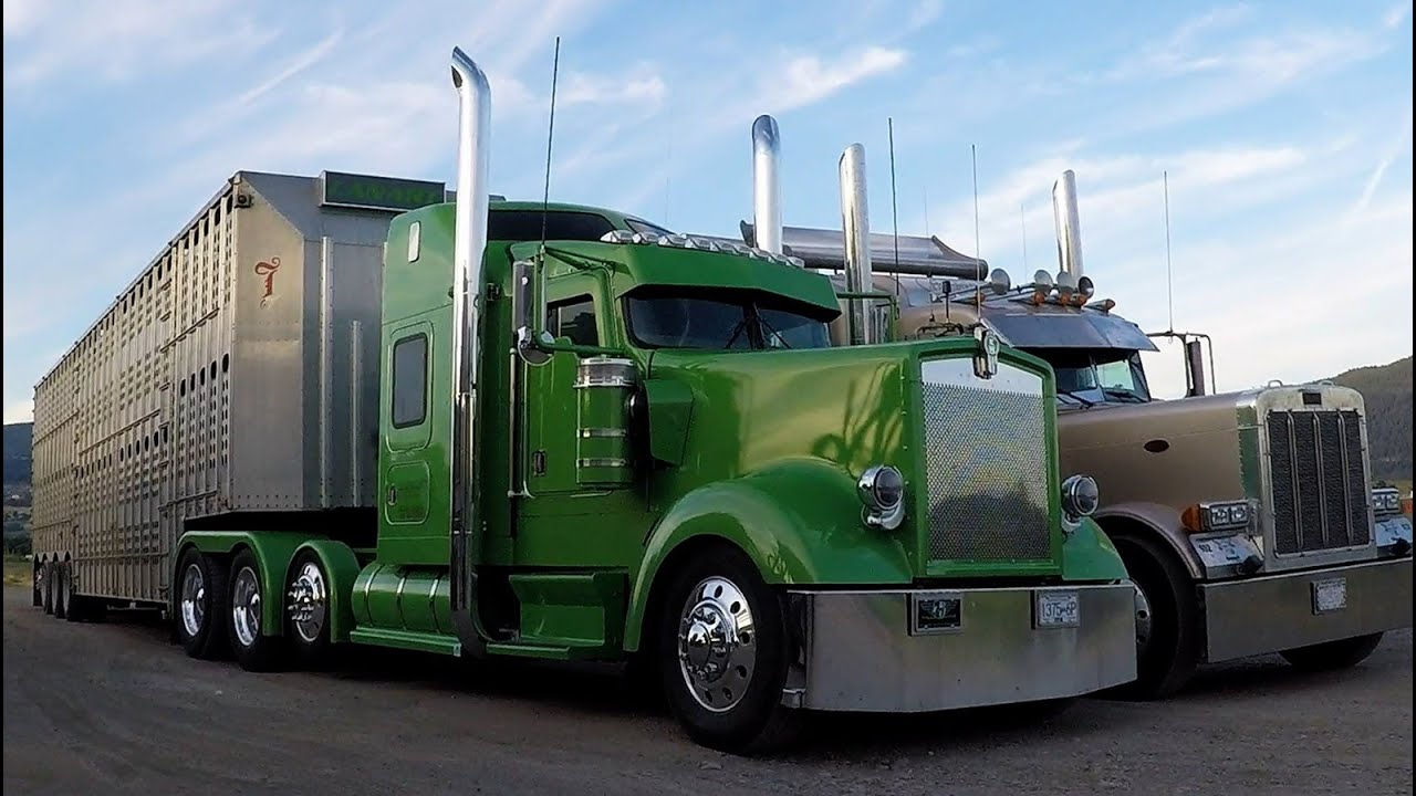 LIVESTOCK HAULERS Cattle Liners Hauling Through The City / Various