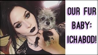 MEET MY SON, ICHABOD | Instagram Questions + the Furry Friend Tag