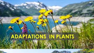 Adaptation in plants, class 4 science