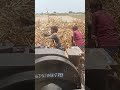 देखो हमारे गांव में कैसी कुट्टी होती #shortvideos #comedy #divakar #song