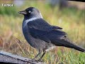 Городские птицы, пение, звуки + видео Развивающее видео