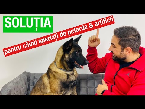 Video: Off-the-Leash de lux așteaptă Pooches La Las Vegas statiuni Pet Friendly