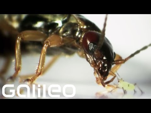 Video: Gemeiner Ohrwurm: Beschreibung, Foto, was gefährlich ist und wie man ihn loswird