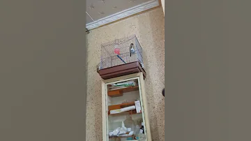 مقنين عنابي 