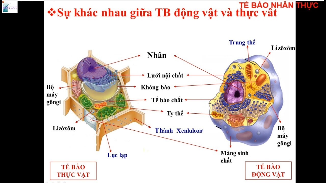 Lizoxom 3  Sinh học 10  Nguyễn Văn Lương  Website BIOLOGY