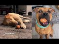 Give your dog an egg and see what they do with it