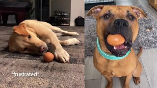 Give Your Dog An Egg And See What They Do With It