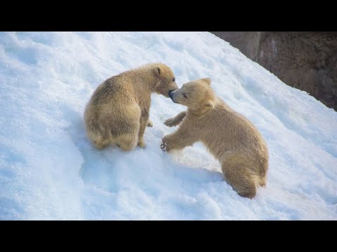 У пары белых медведей родилась двойня в Якутском зоопарке