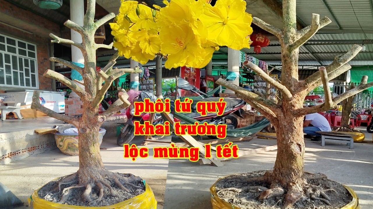 Phôi Mai Tứ Qúy Tay Cành Điều 0342924599 Tèo | Tứ Qúy Miệt Vườn