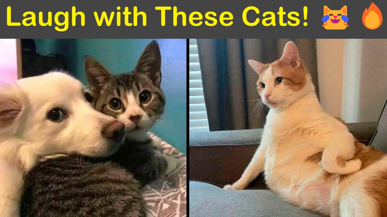 Feeling Down? These Hilarious Cats Are Here to Fix That! | Humor Sweet