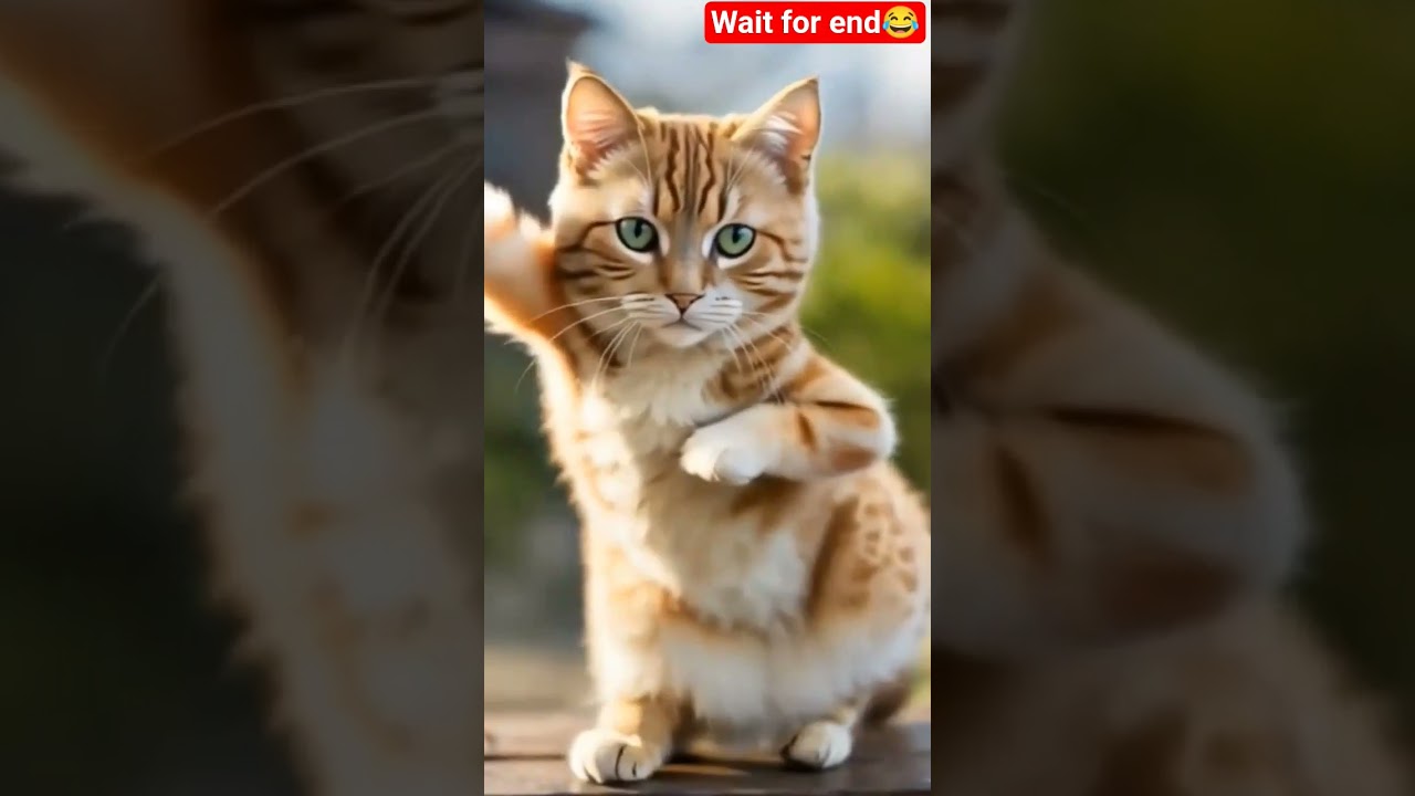 cat🐈 dance video viral😂 