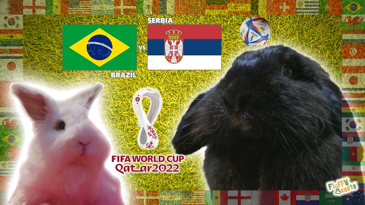 Brazil vs Serbia World Cup 2022 Prediction | Funny Bunny Rabbit Animal ...