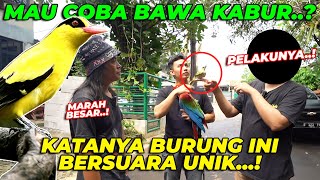 JADI INI SUARA BURUNG KEPODANG YG VIRAL DI PEMUKIMAN WARGA..?