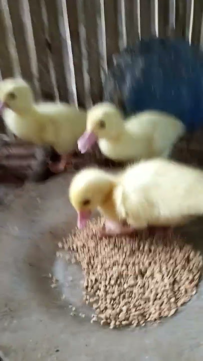 kasih pakan d pagi hari biar pada gemoy '' #pakanterbaik #duck #takaranpakanbebek #penyakitbebek