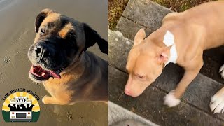 Matilda Leads The Pack Down To The Beach For A Walk The Asher House