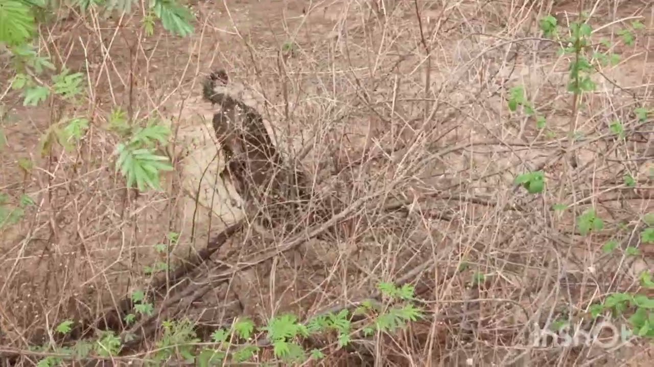 As chuvas já estão começando graças à Deus 🙏🙏🙏