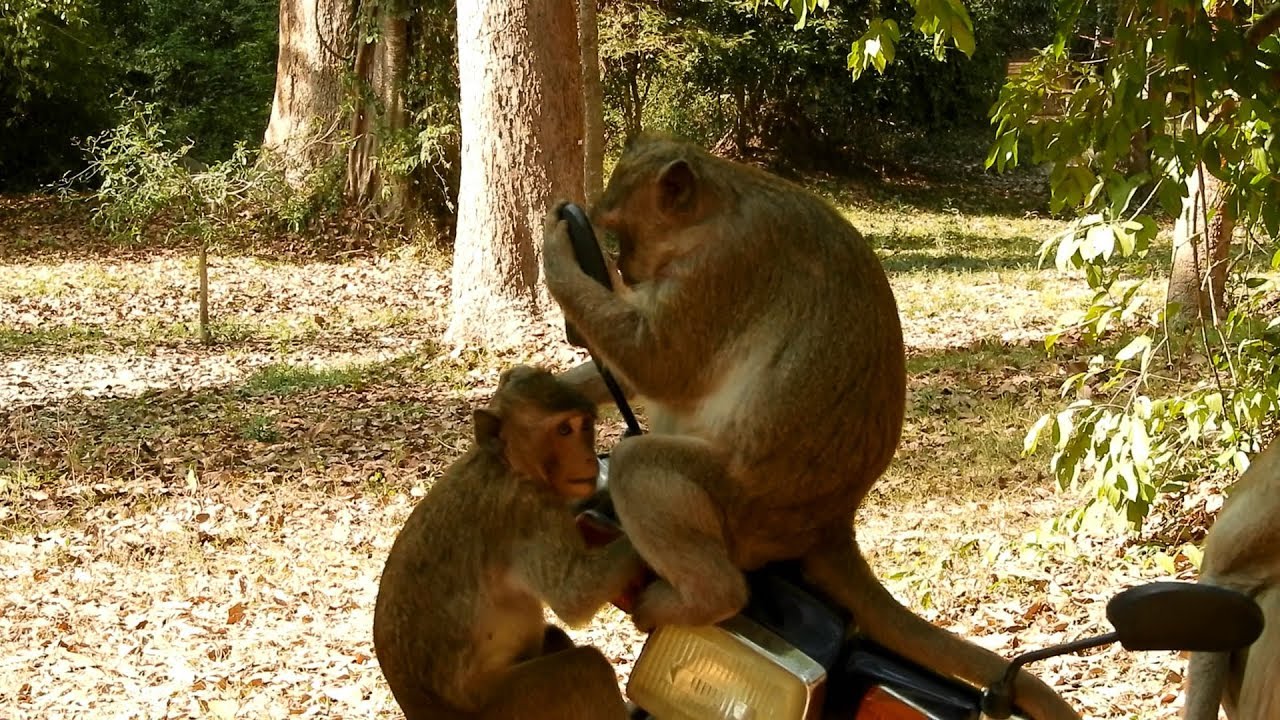 newborn monkey pet hahaha! the monkey is understand, Who in the motor mirror,