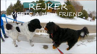 Bernese Mountain Dog Loves The Snow and Meeting Other Dogs | 4K