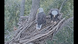Dulles Greenway Eagle-Cam: Two Sticks, One Squirrel (short) by C Mitchell 630 views 6 months ago 2 minutes, 1 second