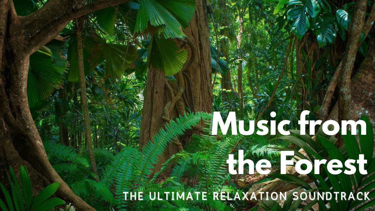3 Hours of Nature's Bliss Music From the Forest | Relaxing Songbirds and Music From Nature Forest