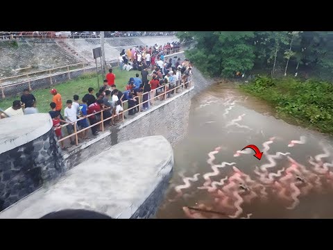 Video Cư dân mạng sợ hãi! Hàng Triệu Sinh Vật Kỳ Lạ Bí Ẩn... - youtube