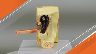 Child Ear Model | AnatomyStuff