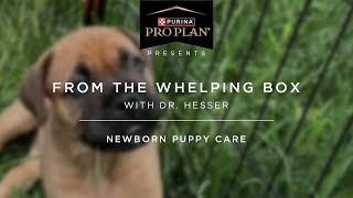 Dr. Hesser's Masterclass: First Week Puppy Care | 3 of 6 | Pro Club Update