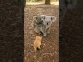 Lost Kitten Finds Comfort in a Koala's Hug 🐾