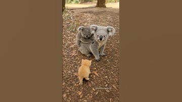 Kitten Lost in the Forest… But a Koala Gave the Warmest Hug