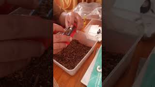 Download Lagu Cara Membuat Rokok Tradisional Rasa Dunhil MP3