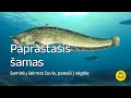 Paprastasis amas