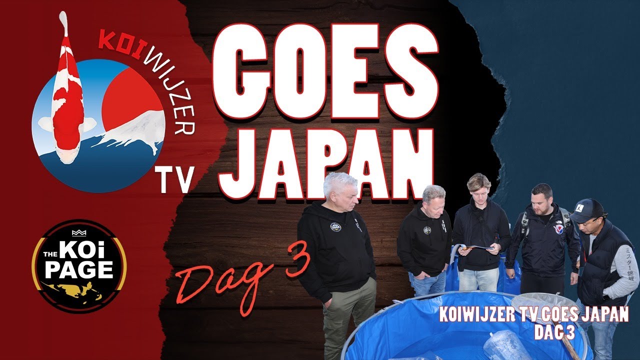 Koi Wijzer Goes Japan: ALLE vissen op Niigata Breeders Auction!