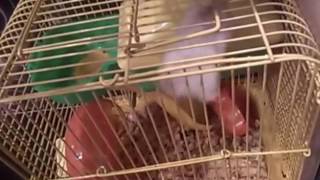 Прикол! Всё коту под хвост! (Хомячок Расстроился) Прикол! Всё коту под хвост! (Хомячок Расстроился)